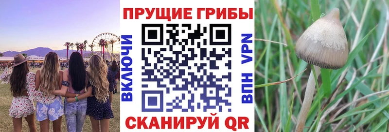 Галлюциногенные грибы Cubensis Купить где Когалым